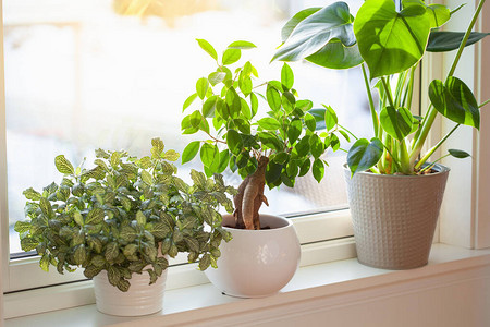 窗上白色花盆中的绿色室内植物fittonia龟背竹图片
