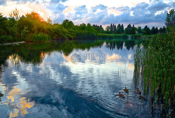 野生动物鸭在池塘中游泳日出时图片