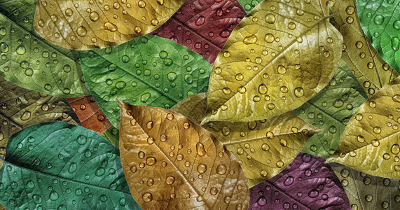 多色秋天落下的叶子在水滴纹理背景中雨图片