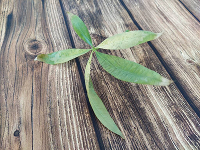 桑樹木桌上的五片叶子树叶背景