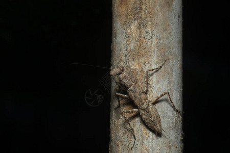 树皮螳螂的通用名称用于各种螳螂曼德拉图片