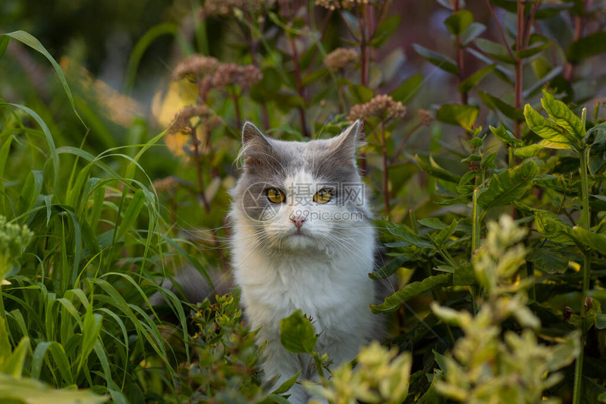 猫在花园里玩花的户外肖像与自然和谐相处户外自图片