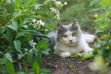 秋季花园户外快乐小猫的画像草地上的脏猫在五颜六色的花图片