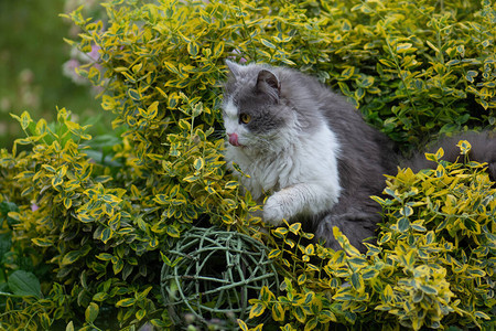 秋季花园户外快乐小猫的画像草地上的脏猫在五颜六色的花图片