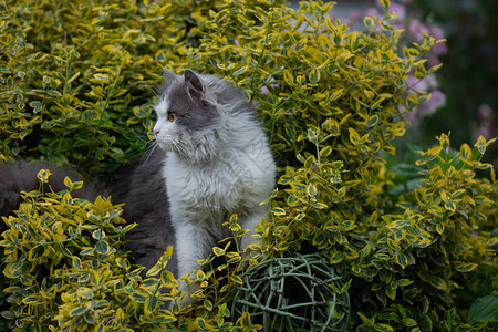 猫儿走过一小块花图片