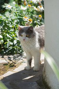 猫在花园里玩花的户外肖像与自然和谐相处户外自图片