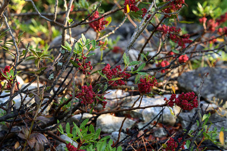 红色浆果在灌木的树枝上成熟图片
