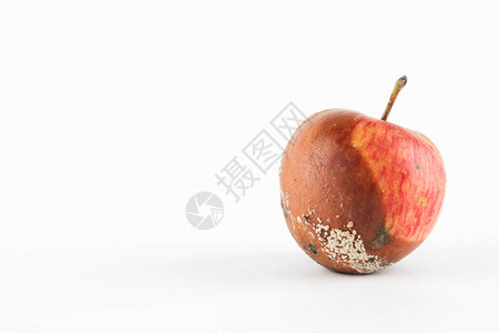 白色背景上的腐烂苹果全球饥饿问题过度消费概念图片