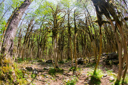 世界上稀有森林的箱木林经图片