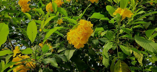 黄色的花朵明亮的黄色花朵生长花园图片