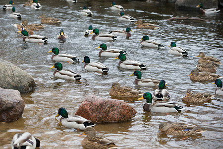 大量的鸭子在池塘里图片