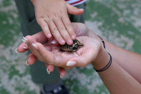 小乌龟被捧在手心里图片