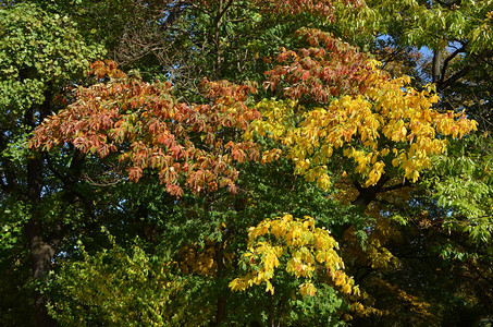 在阳光明媚的秋天黄叶和绿叶在一片森林图片