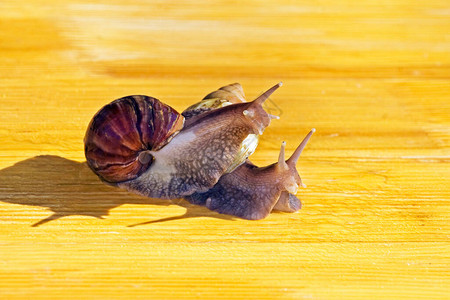 两只非洲蜗牛散步早上两只阿查提纳图片