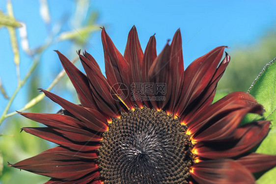 在自然背景纹理上长得美极了的向日葵红太阳夏图片