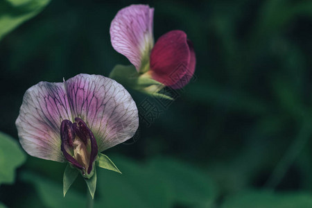 绿色叶子和紫色花朵是草原上夏日的莎蒂温花图片
