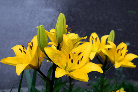 丰丽的黄百合花灌木茂盛雨下露图片