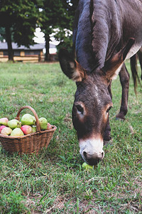 有趣的驴吃新鲜采摘的有机苹果苹果收图片