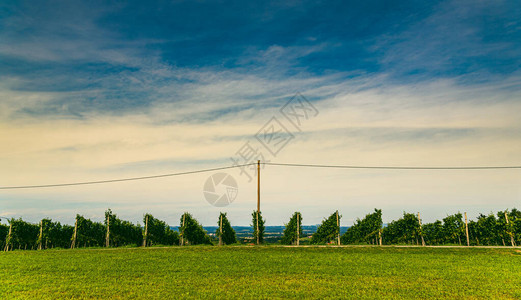 奥地利南施蒂里安酒谷路的葡萄园风景图片