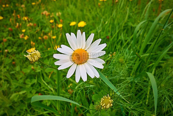绿草背景下的一朵白雏菊特写图片