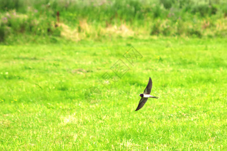 雨燕飞过绿草背景图片