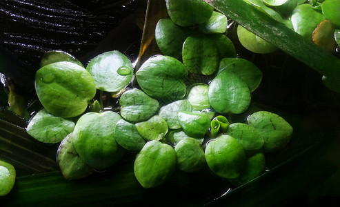 漂浮的水族植物或鱼缸高清图片