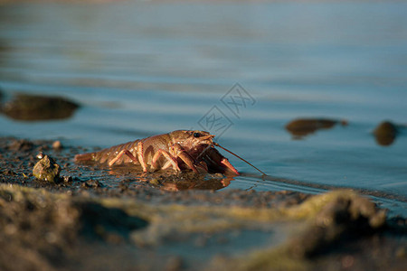 在阳光明媚的大湖岸边放出保加利亚的龙虾AstacusA图片