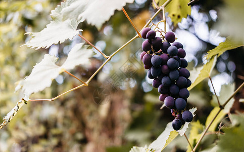 有足够的文字空间成熟的红葡萄一串地挂在葡萄园的绿藤上黑处女葡萄图片