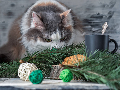 毛小猫坐在桌子上坐落在咖啡杯和图片