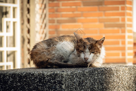 流浪猫生病流口水在街上图片