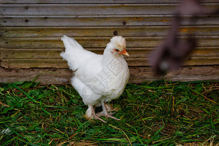 鸡舍里的白母鸡鸟儿在鸡舍里自由走动鸡在屋子里图片