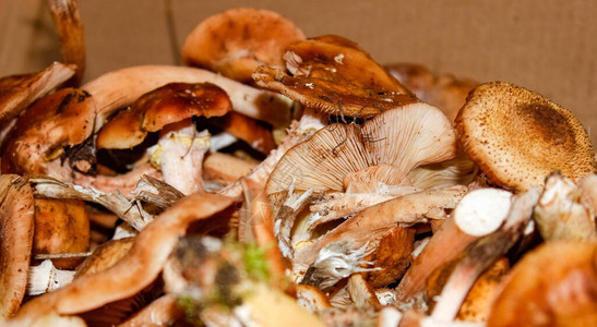 在森林中采摘食用蘑菇蜂蜜迷彩Armillaria图片