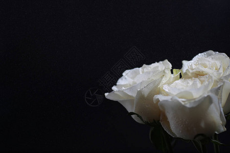 鲜花包给爱人的假日礼物背景的圣情人节玫瑰郁金图片