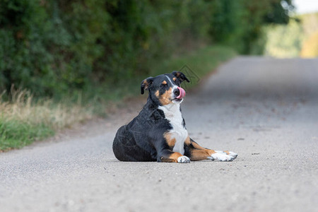 夏天在户外摆姿势的可爱阿彭策尔山犬图片