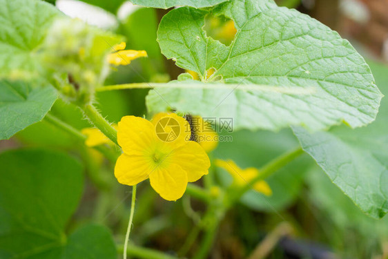 有机植物园中的瓜花黄绿叶图片