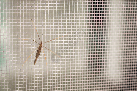 防止昆虫的家用窗户保护图片