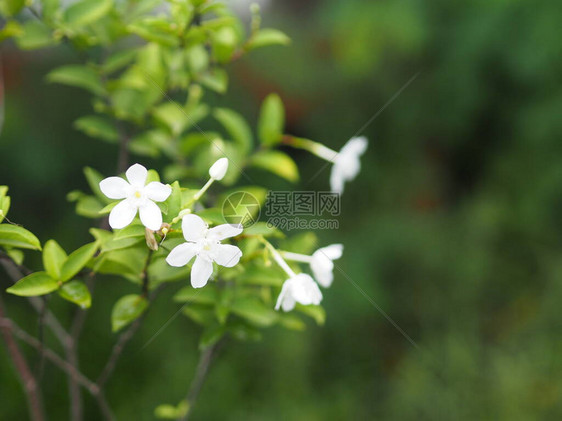 茜草科多年生植物小叶为圆形椭圆形尖叶图片