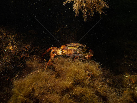 螃蟹在美丽的海洋环境中的特写照片图片来自瑞典南部马尔图片