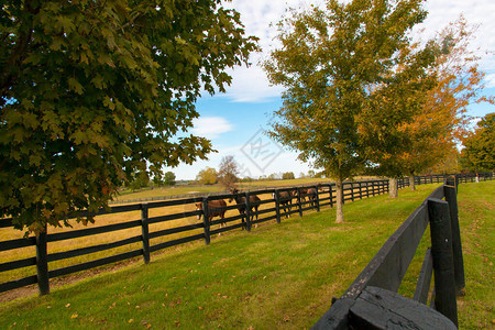 马场的马秋天的乡村风景背景图片