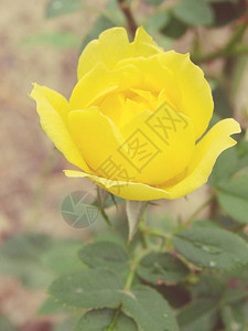 一朵新鲜的黄玫瑰图片