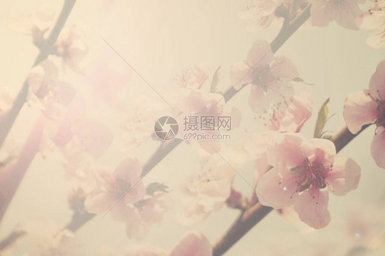 一棵开花的桃树图片