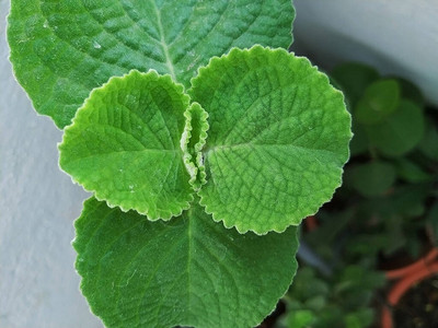 关闭普列克特兰图斯墨西哥薄荷的厚叶子在花盆里生图片素材