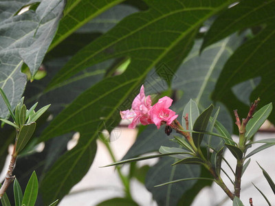 Oleander或Kanagile粉花植物在树叶和天图片