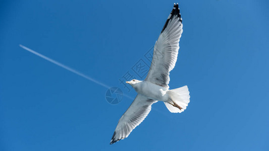 白海鸥在阳光明媚的蓝天空中飞行在图片