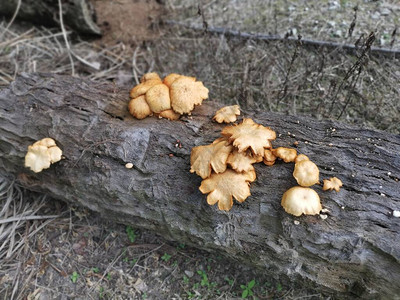 椰枣树干上生长的不可食图片