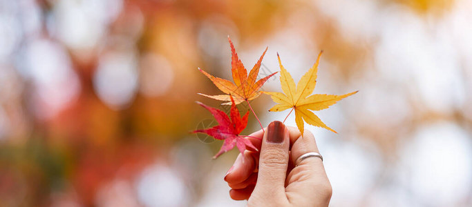 拿着枫叶黄色橙色和红色的妇女手花园中五颜六色的落叶秋季自然背景横幅季节变化不背景图片