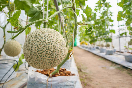 在有机温室花园中种植的日本新鲜绿色甘图片