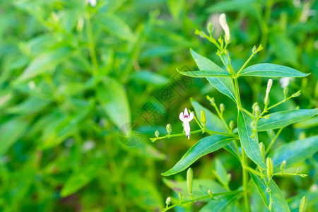 穿心莲新鲜泰国草药本有机植物叶和花特写背景图片