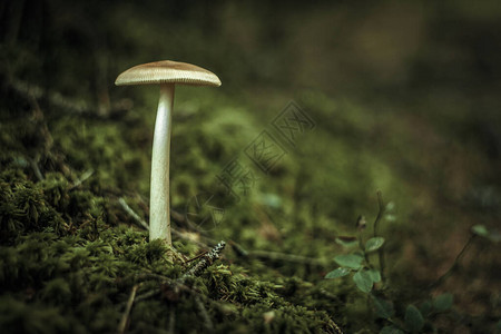 森林长腿上的毒白蘑菇背景图片