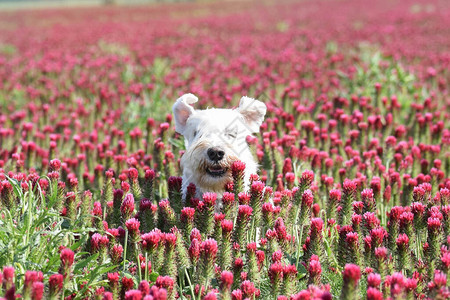 成年白人Schnauser迷你车正坐在克里姆森三叶草地上图片